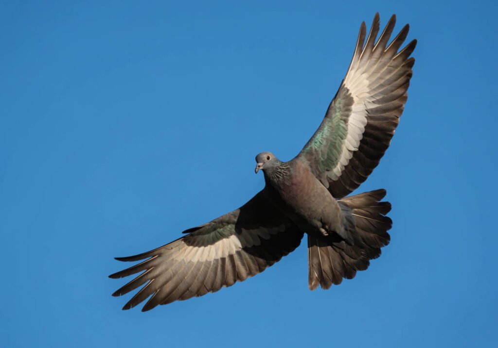 Nicobar pigeon flying with wings spread against a clear sky