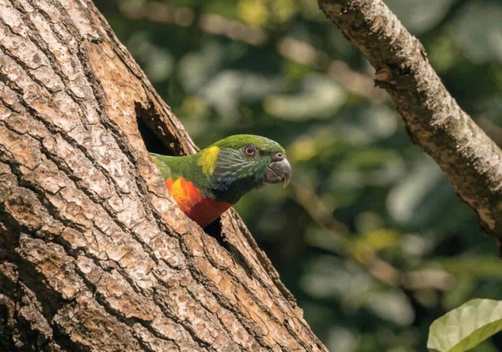 Rainbow lorikeet peeking out from a nest hole in a tree trunk