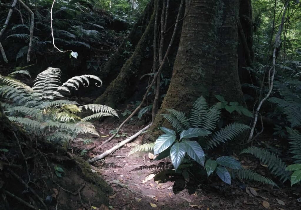 Real image of the shaded rainforest floor habitat favored by the Victoria Crowned Pigeon.