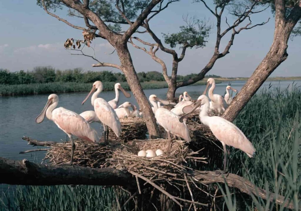 A spoonbill nesting colony built among trees near a wetland.