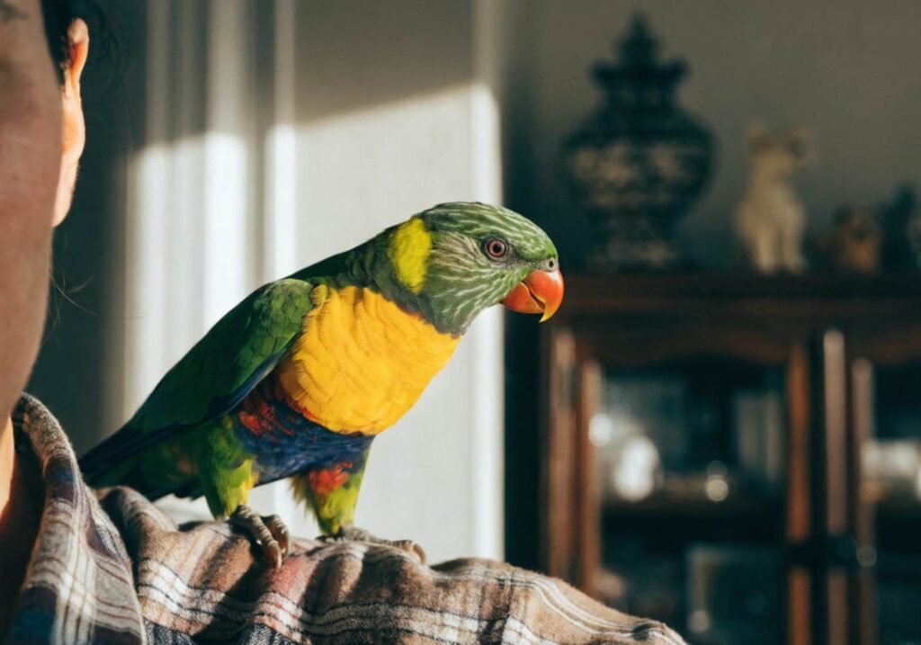 Pet rainbow lorikeet perched on its owner's hand indoors