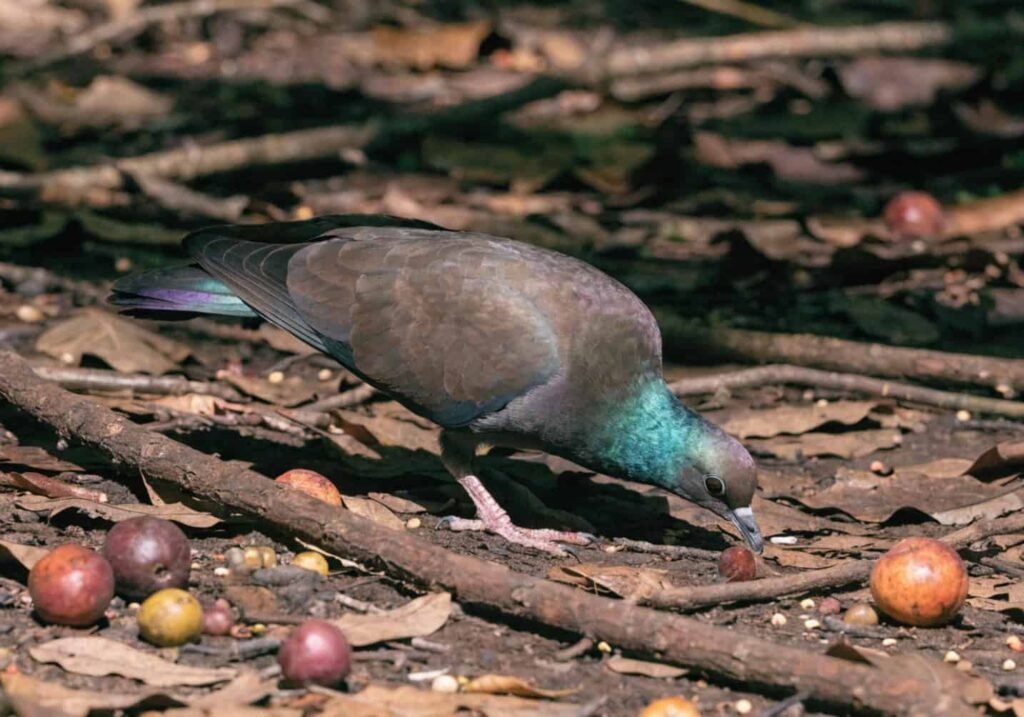 Nicobar pigeon foraging for fruit and seeds on the forest floor