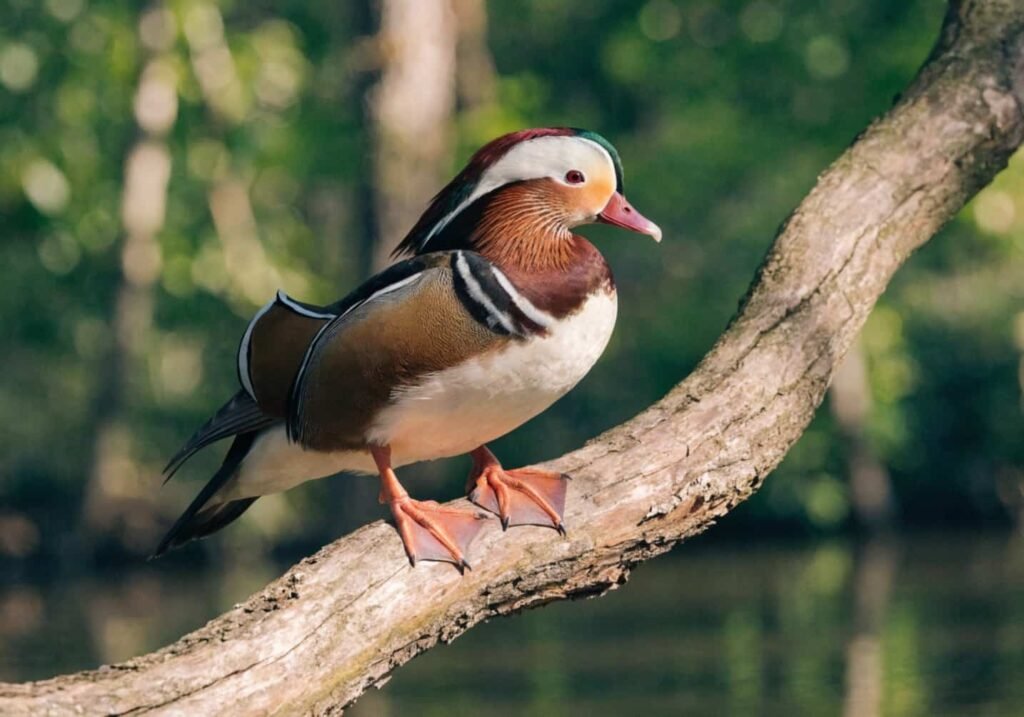 A Mandarin Duck perched on a tree branch showing its gripping claws