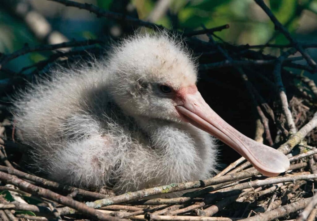 A young spoonbill chick in its nest before its bill fully develops.