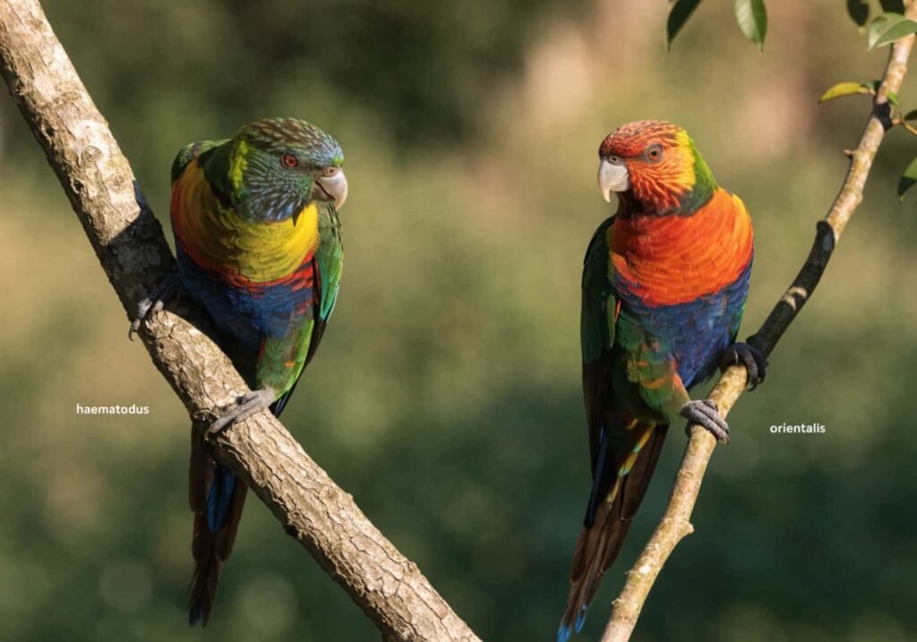 Alert rainbow lorikeet perched on a branch scanning for predators