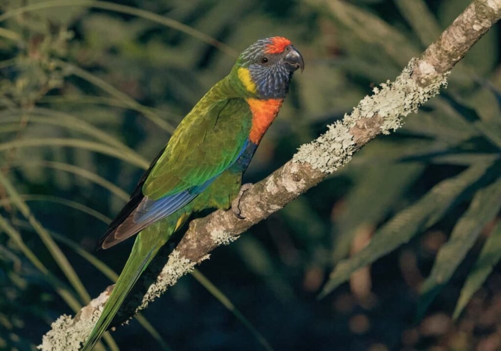 Alert rainbow lorikeet perched on a branch scanning for predators