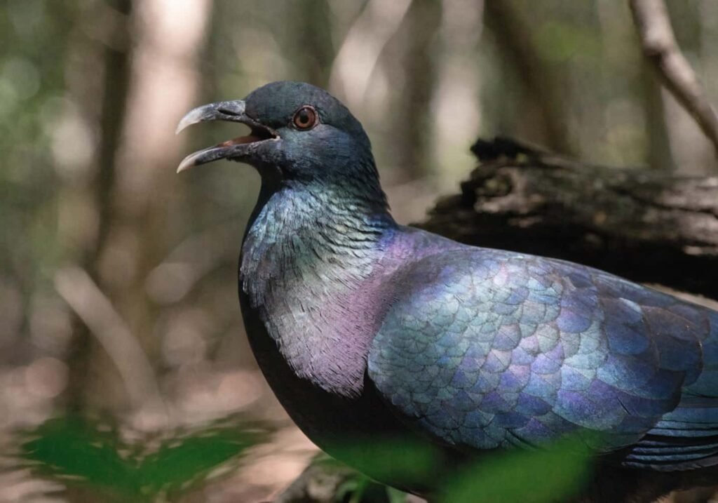 Nicobar pigeon calling out with beak open in the forest