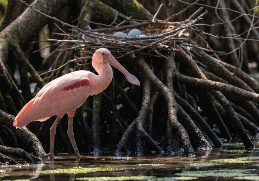 An alert spoonbill standing near its nesting colony in the wild.