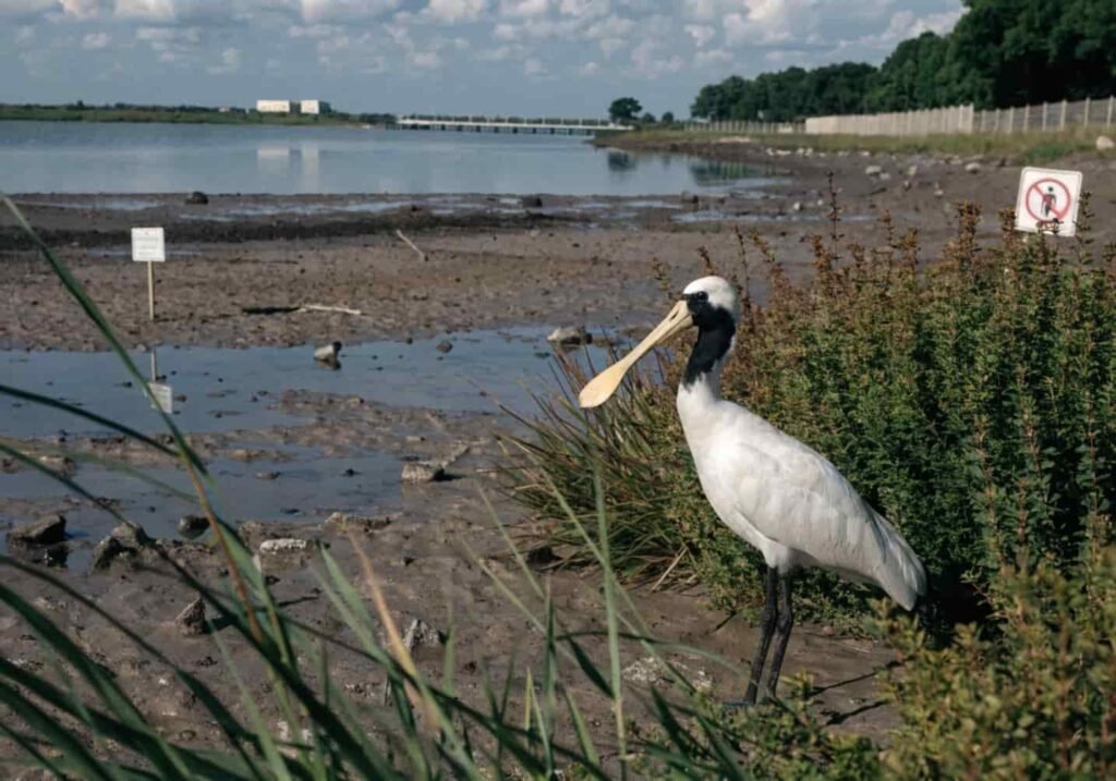 A Black-faced Spoonbill standing in a protected wetland conservation area.