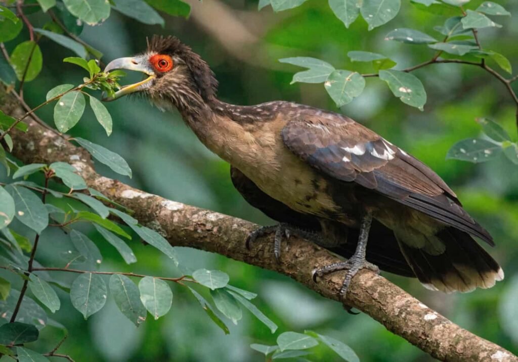 Real image of Hoatzin bird feeding on leaves in its natural habitat