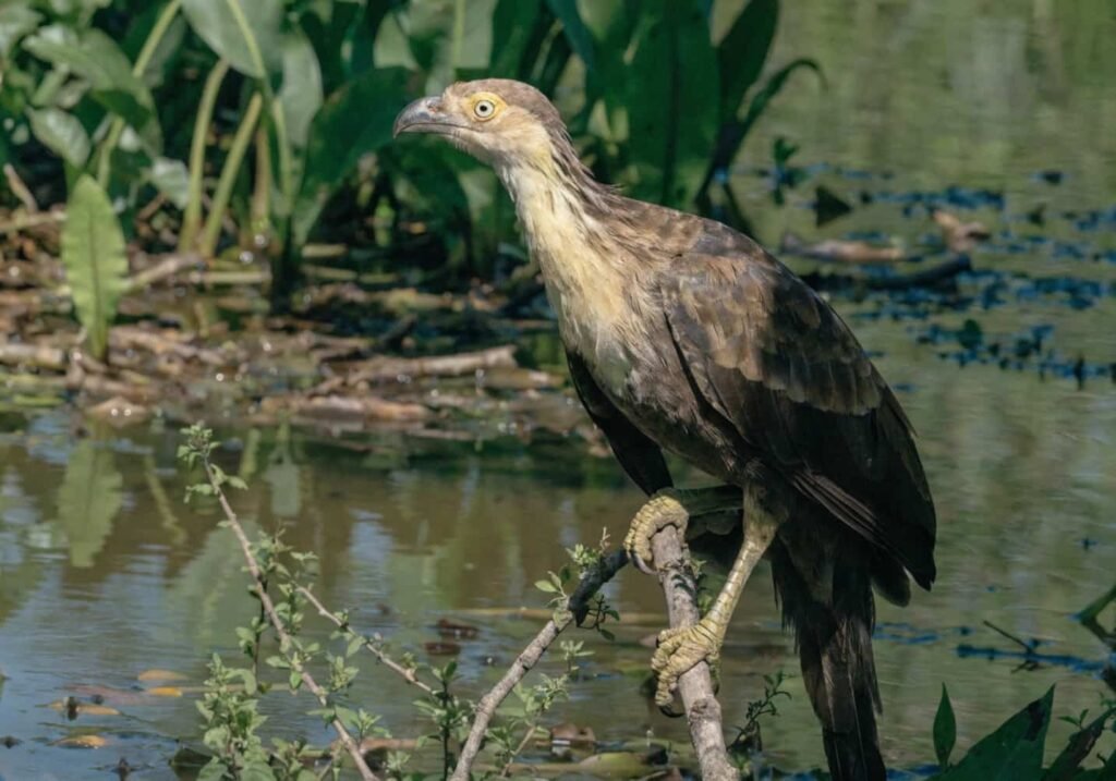 Real photo of Hoatzin bird in swampy vegetation known for its distinct smell