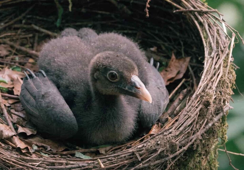 Real photo of Hoatzin chick showing ancient wing claws used for climbing