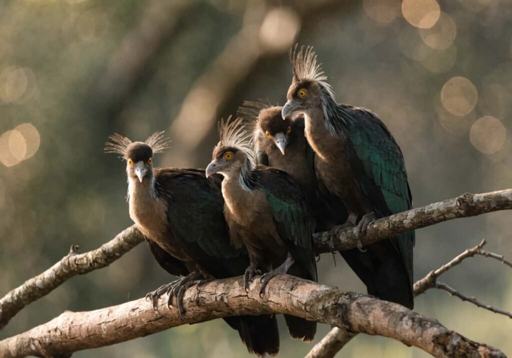 Real image of a group of Hoatzin birds resting together on branches