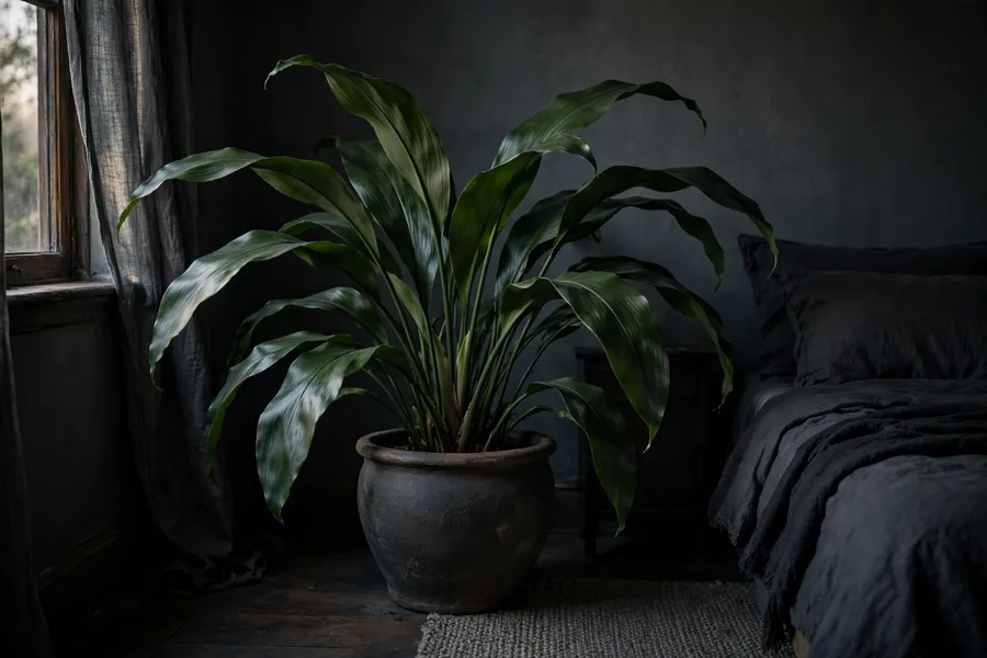 Cast iron plant in a dark corner